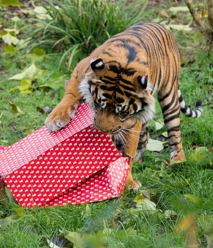 クリスマス☆アニマル Sumatran tiger Asim